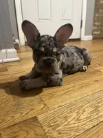Spot , a male French Bulldog for sale in Chicago, IL – 5 of 10