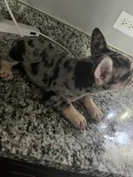 Spot , a male French Bulldog for sale in Chicago, IL – 9 of 10