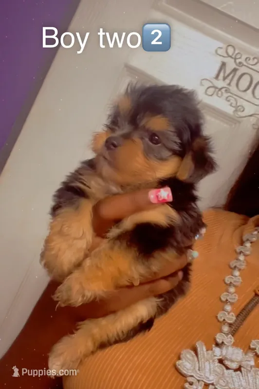 Boy 2 – Yorkshire Terrier puppy for sale in Chicago, IL