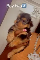 Boy 2, a male Yorkshire Terrier for sale in Chicago, IL – 1 of 4