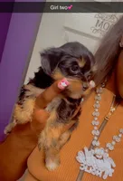Girl , a female Yorkshire Terrier for sale in Chicago, IL – 3 of 7