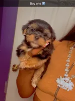 Boy one , a male Yorkshire Terrier for sale in Chicago, IL – 3 of 4