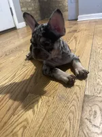 Spot , a male French Bulldog for sale in Chicago, IL – 4 of 10
