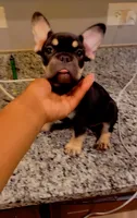 Black girl , a female French Bulldog for sale in Chicago, IL – 2 of 9