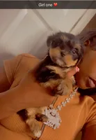 Girl one , a female Yorkshire Terrier for sale in Chicago, IL – 6 of 6