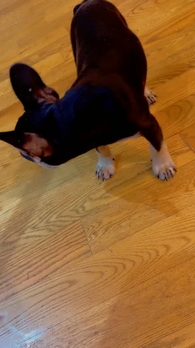 Black girl , a female French Bulldog for sale in Chicago, IL – 8 of 9