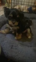 Girl , a female Yorkshire Terrier for sale in Chicago, IL – 2 of 7