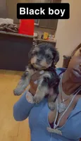 Black boy, a male Yorkshire Terrier for sale in Chicago, IL – Photo 5 of 5
