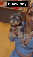 Black boy, a male Yorkshire Terrier for sale in Chicago, IL – Photo 4 of 5