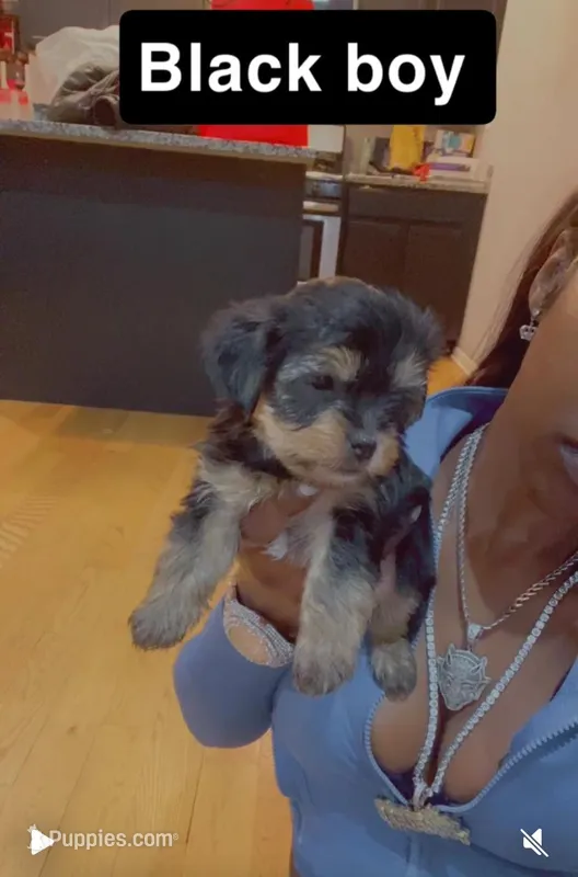 Black boy – Yorkshire Terrier puppy for sale in Chicago, IL
