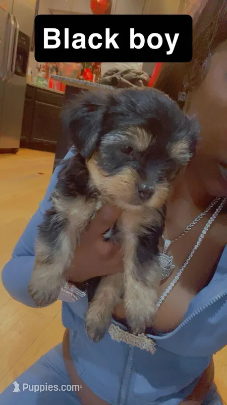 Black boy – Yorkshire Terrier puppy for sale in Chicago, IL