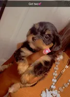 Girl , a female Yorkshire Terrier for sale in Chicago, IL – 6 of 7