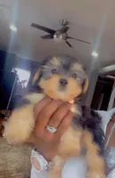 Tiny , a male Yorkshire Terrier for sale in Chicago, IL – Photo 2 of 3