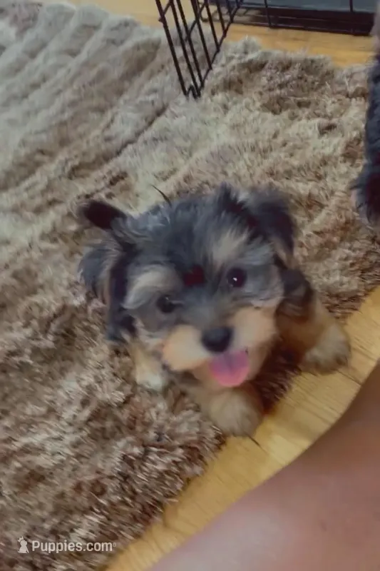 Tiny  – Yorkshire Terrier puppy for sale in Chicago, IL