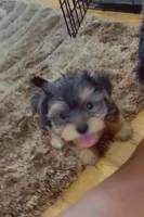 Tiny , a male Yorkshire Terrier for sale in Chicago, IL – Photo 1 of 3