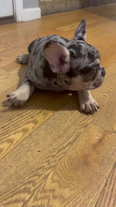 Spot , a male French Bulldog for sale in Chicago, IL – 10 of 10
