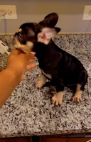 Black girl, a female French Bulldog for sale in Chicago, IL – 4 of 5