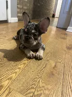 Spot , a male French Bulldog for sale in Chicago, IL – 6 of 10