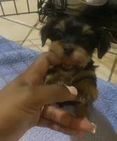 Girl , a female Yorkshire Terrier for sale in Chicago, IL – 7 of 7