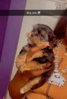 Boy one , a male Yorkshire Terrier for sale in Chicago, IL – 2 of 4