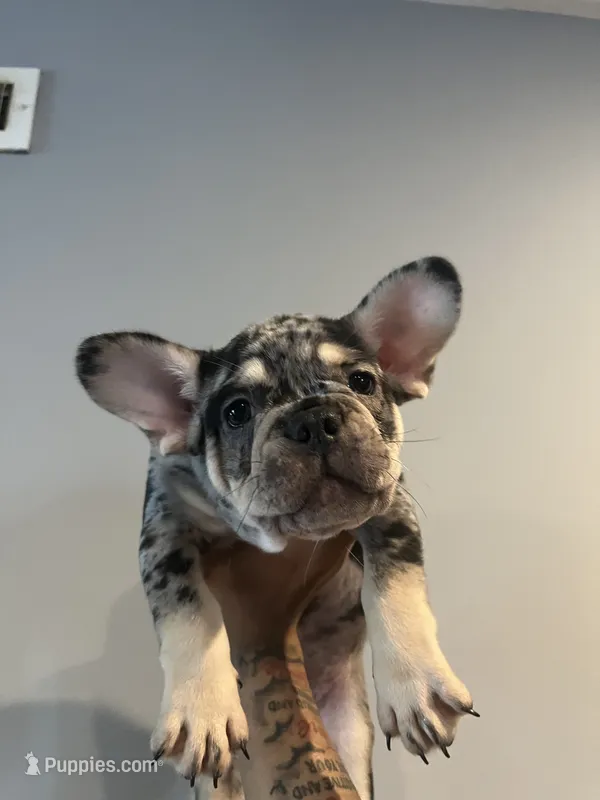 Spot  – French Bulldog puppy for sale in Chicago, IL
