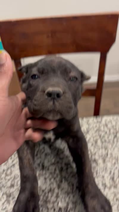 Brindi! , a female Cane Corso for sale in Kyle, TX – 6 of 6