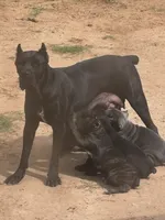 Panther, a male Cane Corso for sale in Kyle, TX – 4 of 4