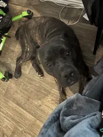 Panther, a male Cane Corso for sale in Kyle, TX – 2 of 4