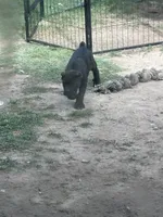 Brindi! , a female Cane Corso for sale in Kyle, TX – 2 of 6