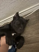 Tye-Dye, a female Cane Corso for sale in Kyle, TX – 3 of 6