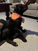 Tye-Dye, a female Cane Corso for sale in Kyle, TX – 4 of 6