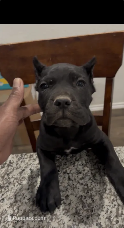 Panther – Cane Corso puppy for sale in Kyle, TX