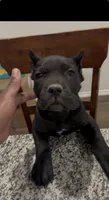 Panther, a male Cane Corso for sale in Kyle, TX – 1 of 4
