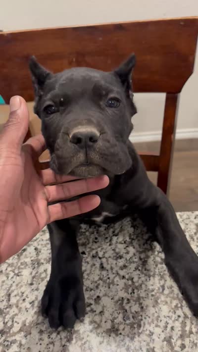 Panther, a male Cane Corso for sale in Kyle, TX – 3 of 4
