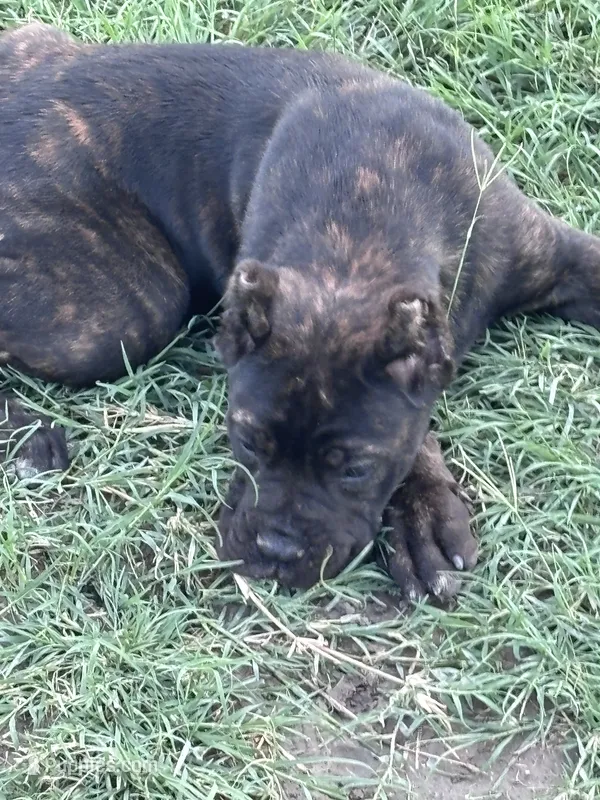 Brindi!  – Cane Corso puppy for sale in Kyle, TX