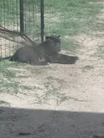 Brindi! , a female Cane Corso for sale in Kyle, TX – 3 of 6