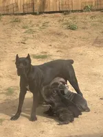 Brindi! , a female Cane Corso for sale in Kyle, TX – 4 of 6
