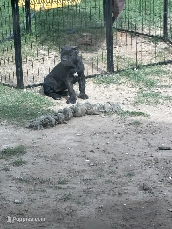Brindi!  – Cane Corso puppy for sale in Kyle, TX