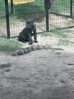 Brindi! , a female Cane Corso for sale in Kyle, TX – 1 of 6