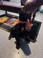 Tye-Dye, a female Cane Corso for sale in Kyle, TX – 6 of 6