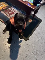 Tye-Dye, a female Cane Corso for sale in Kyle, TX – 2 of 6