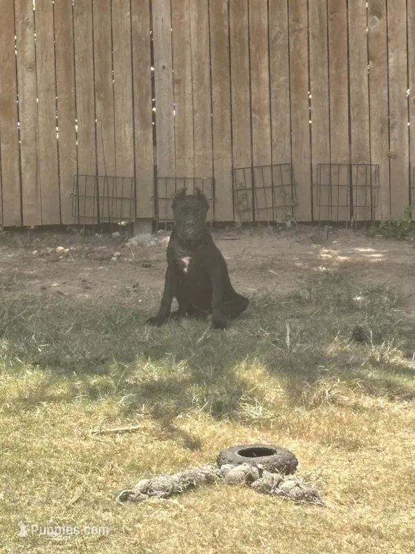 Tye-Dye – Cane Corso puppy for sale in Kyle, TX