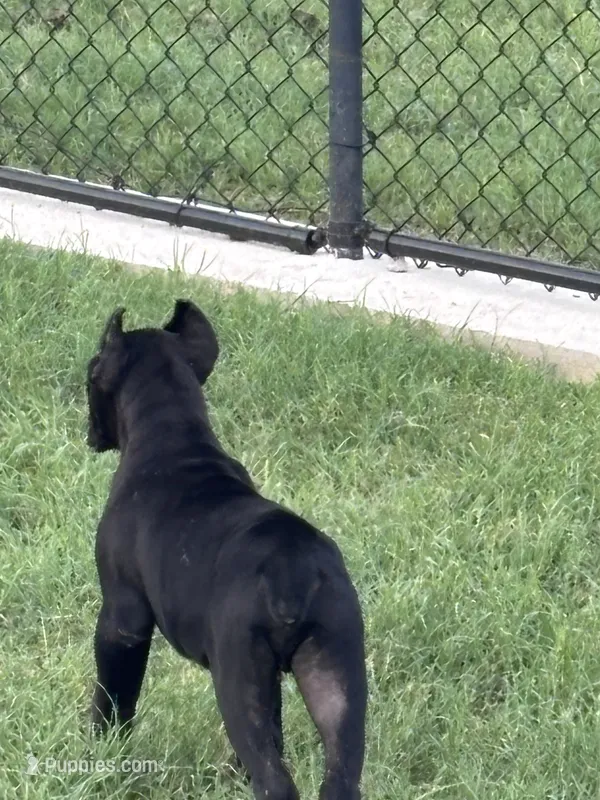 Panther – Cane Corso puppy for sale in Kyle, TX
