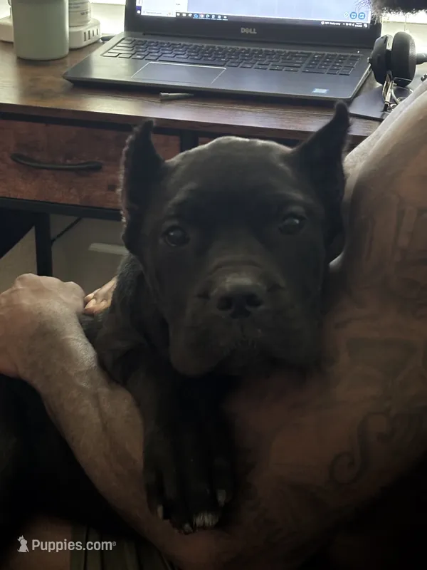Tye-Dye – Cane Corso puppy for sale in Kyle, TX