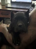Tye-Dye, a female Cane Corso for sale in Kyle, TX – 1 of 6