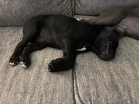 Tye-Dye, a female Cane Corso for sale in Kyle, TX – 5 of 6