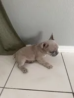 Saint, a male French Bulldog for sale in Houston, TX – 3 of 4