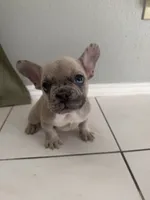 Saint, a male French Bulldog for sale in Houston, TX – 2 of 4