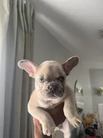 Saint, a male French Bulldog for sale in Houston, TX – 4 of 4
