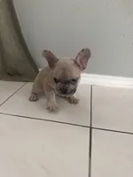 Saint, a male French Bulldog for sale in Houston, TX – 1 of 4